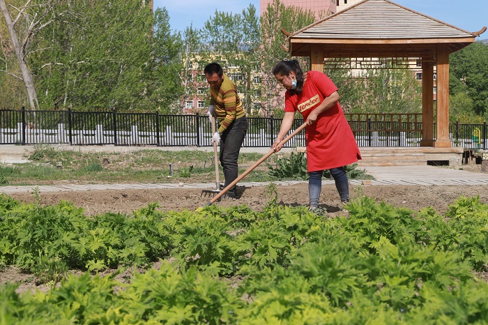 正在中草药种植基地劳作的员工麦麦尼亚孜·艾合买提尼亚孜和妻子萨伊普加玛丽·阿卜杜拉。