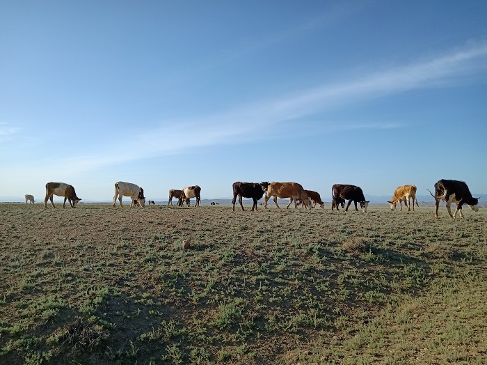 戈壁滩上放牧的牛。