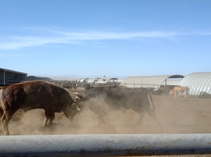 两头正在争斗的新疆褐牛。