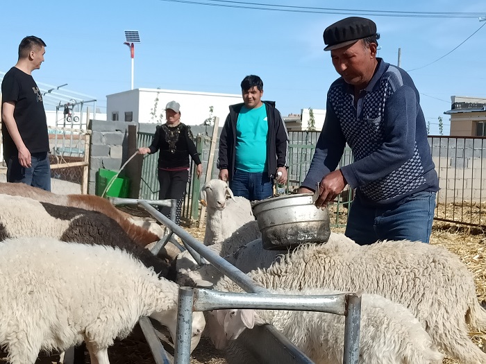 图然尼亚孜·图尔荪尼亚孜（右一）和妻子图热妮萨·喀迪尔（左二）正在和帮扶干部一起喂羊。