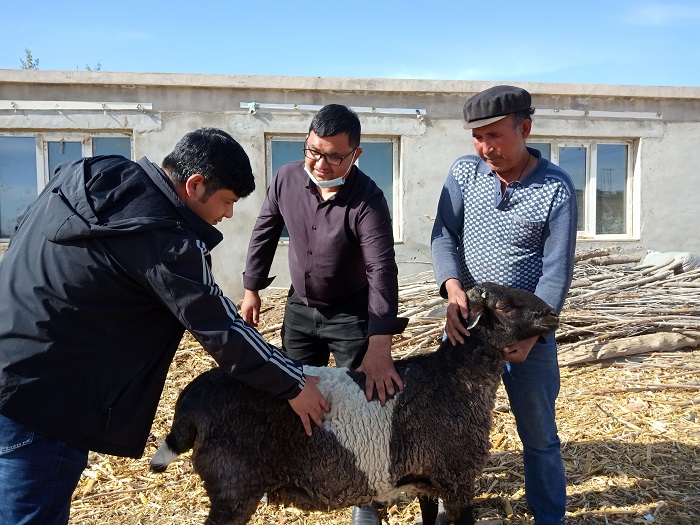 图然尼亚孜·图尔荪尼亚孜和帮扶干部一起查看种公羊的生长情况。