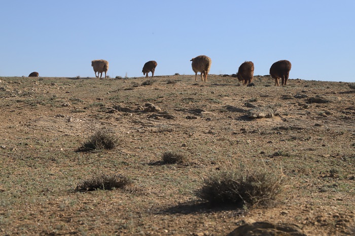 四散于戈壁的羊群。 (2)