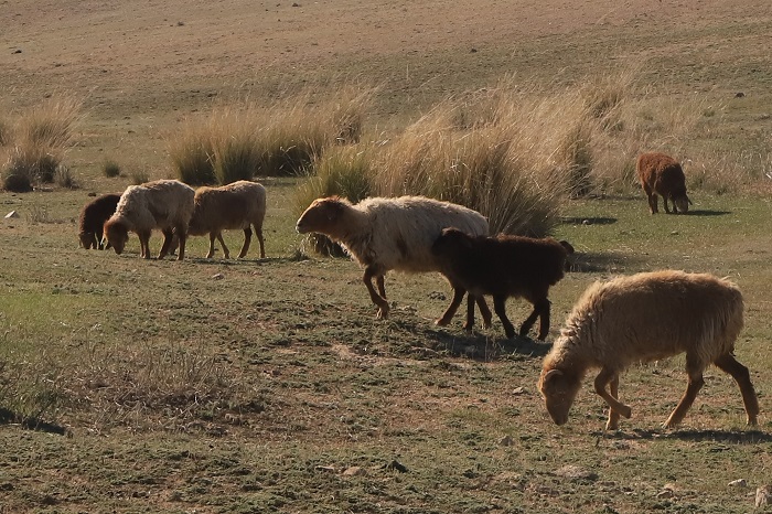 幾只正在覓食的羊。
