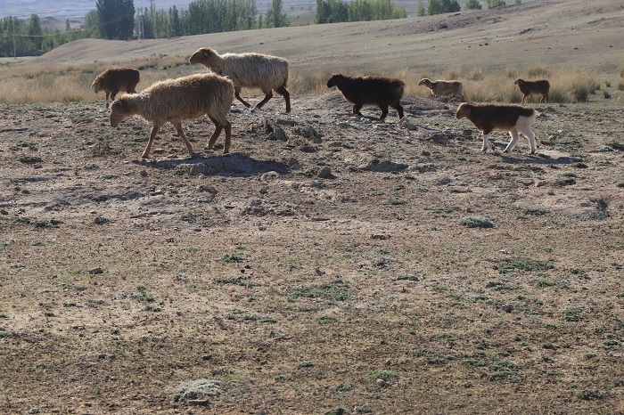 覓食的羊群。 (1)