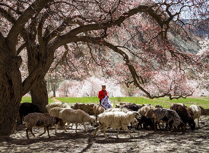 杏花树下的牧羊女