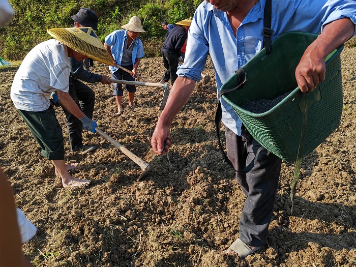 平修村党员正在播种旱稻