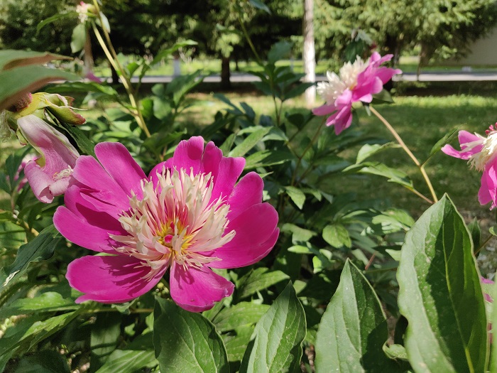 新疆福海：仲夏时光,摄影胡玉萍7