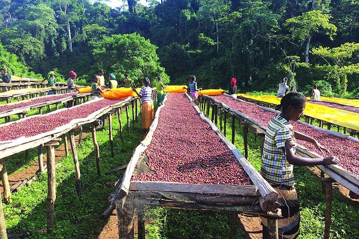 萨尔瓦多阿泰斯庄园在晒咖啡豆