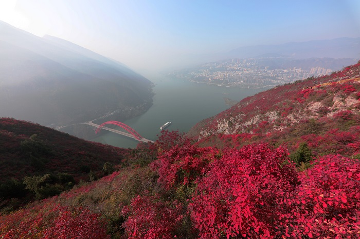 图26：巫山发展保护200多个红叶品种总面积100多万亩，成为醉客的独特彩霞美景。唐探峰摄