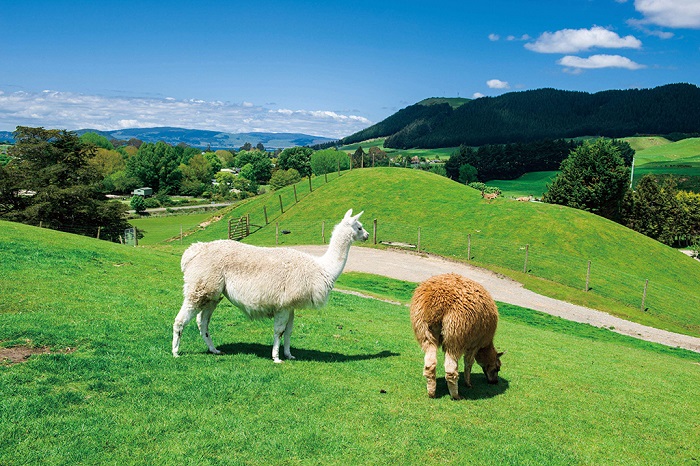 新西兰爱哥顿皇家牧场可爱的羊驼