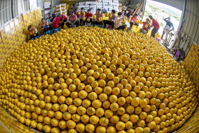 1、2022年6月28日，广西梧州岑溪市安平镇威隆蔬果产业示范区种植的黄金蜜露瓜陆续成熟，工人们忙着采摘、分拣、包装、运输供应水果市场。（何华文）