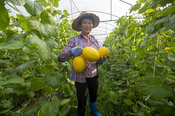 3、2022年6月28日，广西梧州岑溪市安平镇威隆蔬果产业示范区种植的黄金蜜露瓜陆续成熟，工人们忙着采摘、分拣、包装、运输供应水果市场。（何华文）