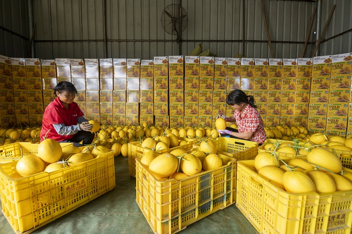 6、2022年6月28日，广西梧州岑溪市安平镇威隆蔬果产业示范区种植的黄金蜜露瓜陆续成熟，工人们忙着采摘、分拣、包装、运输供应水果市场。（何华文）