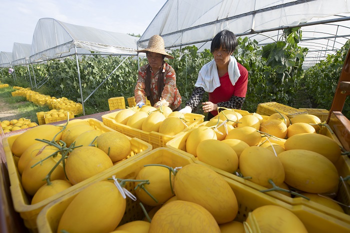 7、2022年6月28日，广西梧州岑溪市安平镇威隆蔬果产业示范区种植的黄金蜜露瓜陆续成熟，工人们忙着采摘、分拣、包装、运输供应水果市场。（何华文）