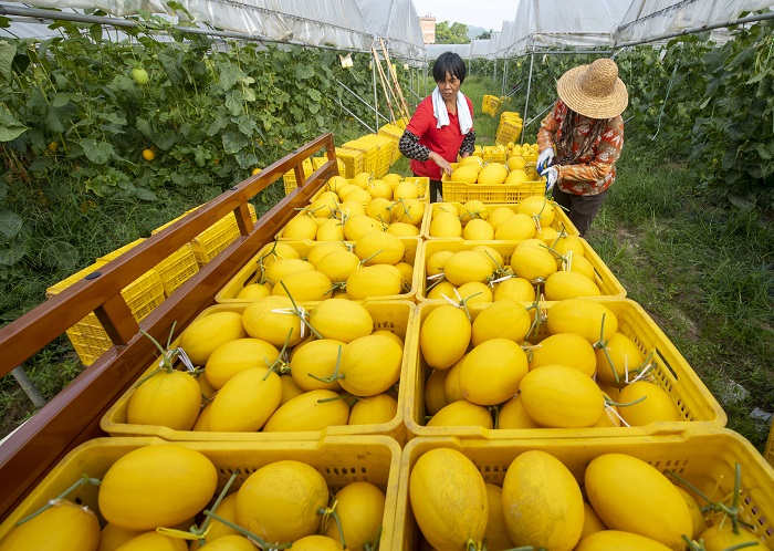 10、2022年6月28日，广西梧州岑溪市安平镇威隆蔬果产业示范区种植的黄金蜜露瓜陆续成熟，工人们忙着采摘、分拣、包装、运输供应水果市场。（何华文）