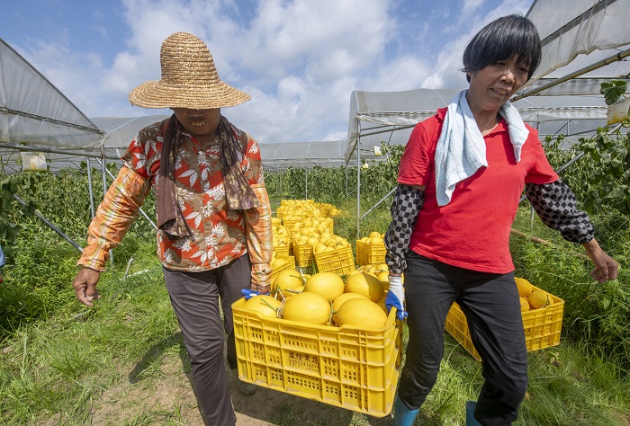 12、2022年6月28日，广西梧州岑溪市安平镇威隆蔬果产业示范区种植的黄金蜜露瓜陆续成熟，工人们忙着采摘、分拣、包装、运输供应水果市场。（何华文）