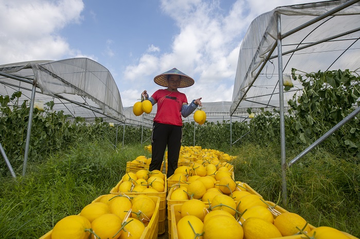 13、2022年6月28日，广西梧州岑溪市安平镇威隆蔬果产业示范区种植的黄金蜜露瓜陆续成熟，工人们忙着采摘、分拣、包装、运输供应水果市场。（何华文）