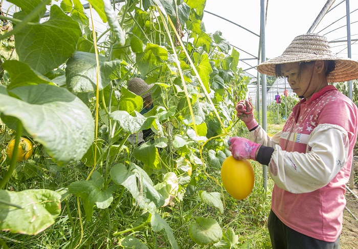 14、2022年6月28日，广西梧州岑溪市安平镇威隆蔬果产业示范区种植的黄金蜜露瓜陆续成熟，工人们忙着采摘、分拣、包装、运输供应水果市场。（何华文）