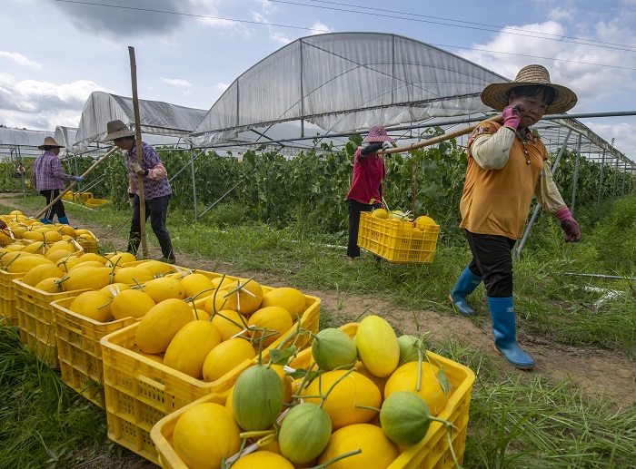 15、2022年6月28日，广西梧州岑溪市安平镇威隆蔬果产业示范区种植的黄金蜜露瓜陆续成熟，工人们忙着采摘、分拣、包装、运输供应水果市场。（何华文）