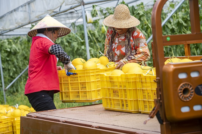 16、2022年6月28日，广西梧州岑溪市安平镇威隆蔬果产业示范区种植的黄金蜜露瓜陆续成熟，工人们忙着采摘、分拣、包装、运输供应水果市场。（何华文）
