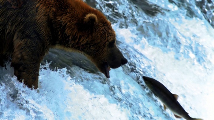 阿拉斯加棕熊捕捉大马哈鱼