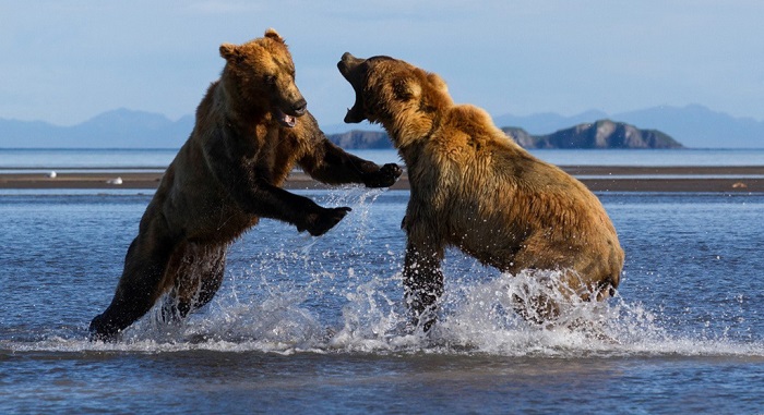 阿拉斯加棕熊争鱼打架场面