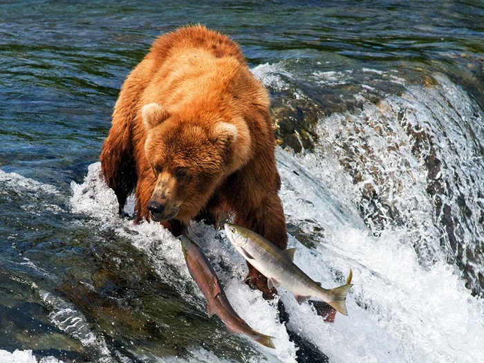 逮鱼的棕熊