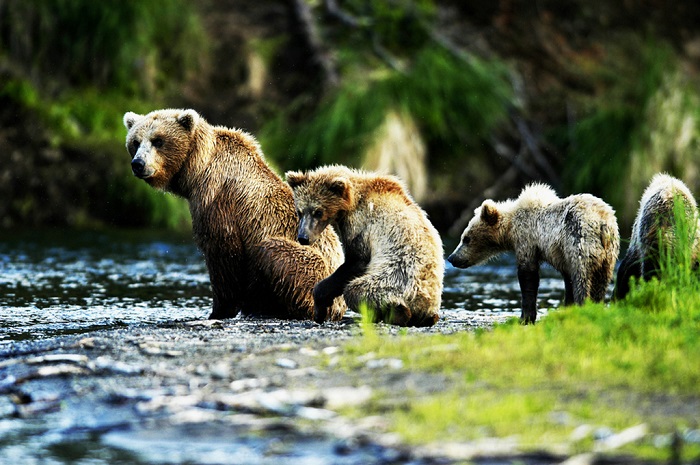 棕熊保护区内