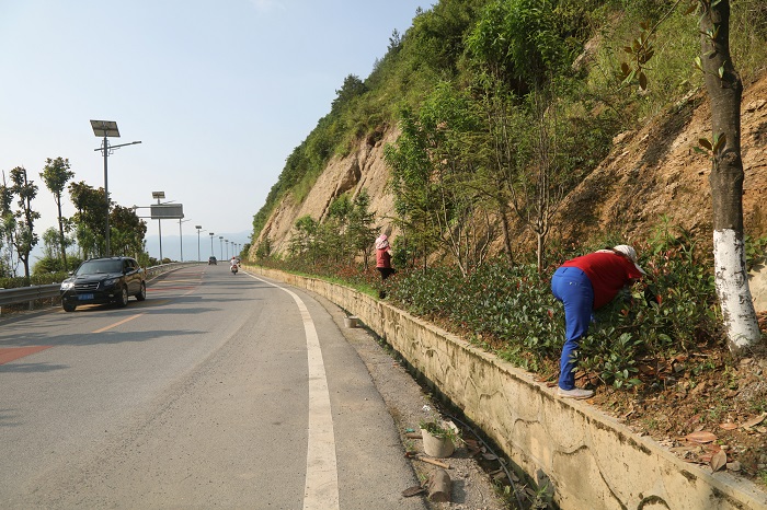 图3：除净公路两旁林木中的杂草，使之更为靓丽。2022年6月30日，摄于巫山机场路。唐探峰