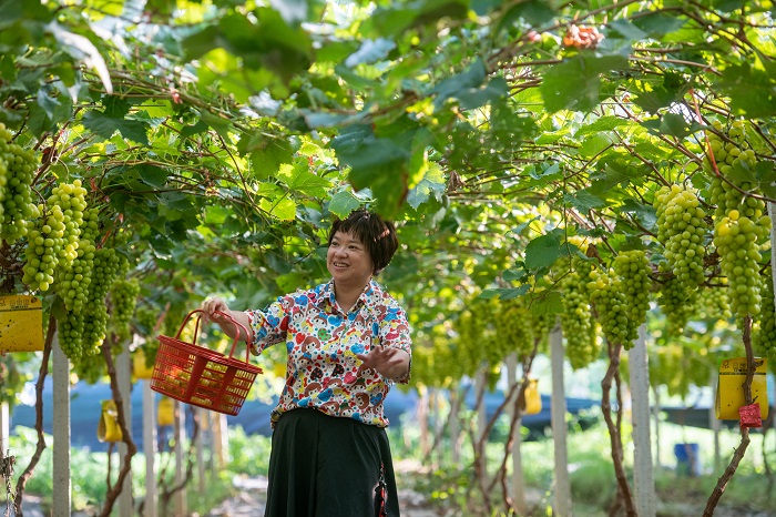 7、2022年7月23日，游客在广西梧州市长洲区长洲镇长地村长地六组新东丰阳光玫瑰葡萄园体验采摘乐趣。（何华文）