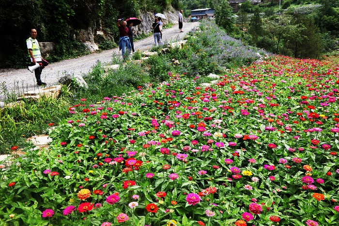 图6：摩天岭花谷旅客正在赏花。唐探峰摄
