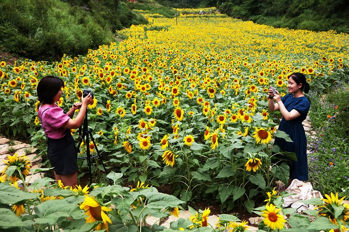图11：摩天岭游客在花谷赏景拍照。唐探峰摄
