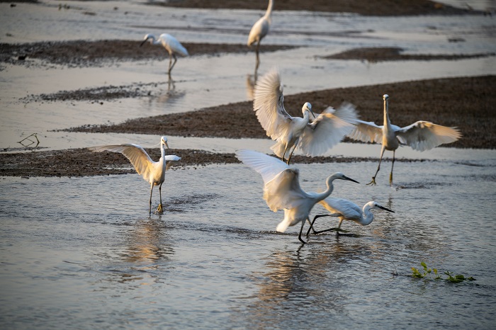 1、2022年7月26日，白鹭在滩涂湿地上觅食、嬉戏。（何华文）