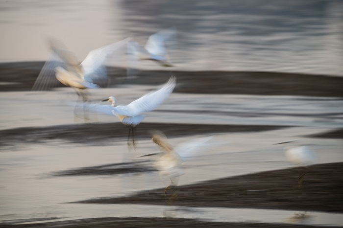 7、2022年7月26日，白鹭在滩涂湿地上觅食、嬉戏。（何华文）