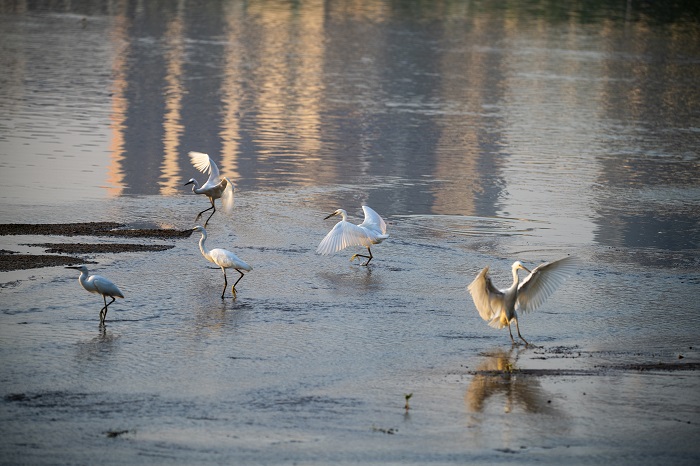 20、2022年7月26日，白鹭在滩涂湿地上觅食、嬉戏。（何华文）