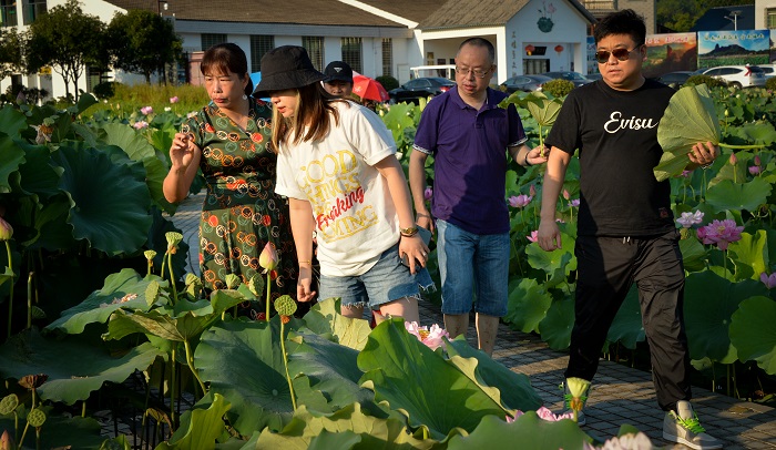 在大畲荷花园里，盛开的莲花，吸引了大批游客来观赏 
