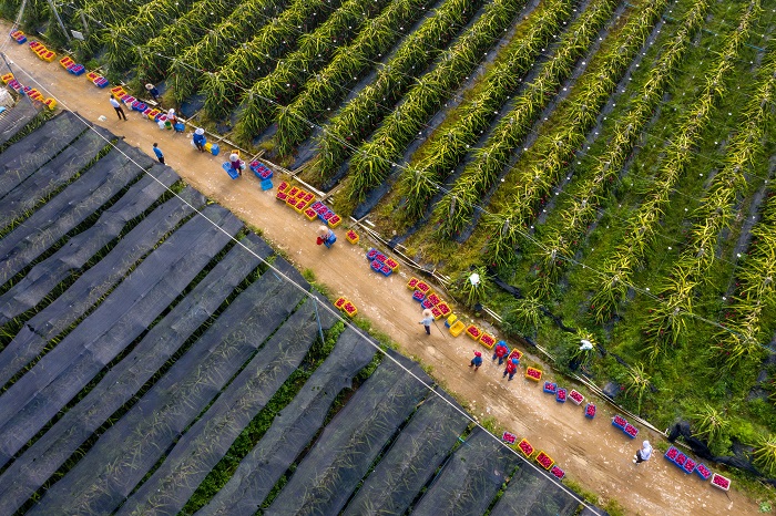 3、2022年8月4日，在广西梧州岑溪市归义镇安安火龙果种植基地内，果农在采摘火龙果。（何华文）