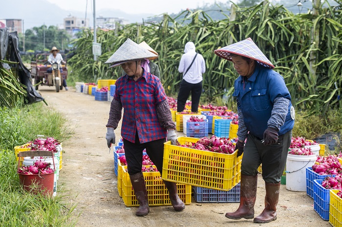 7、2022年8月4日，在广西梧州岑溪市归义镇安安火龙果种植基地内，果农在采摘火龙果。（何华文）