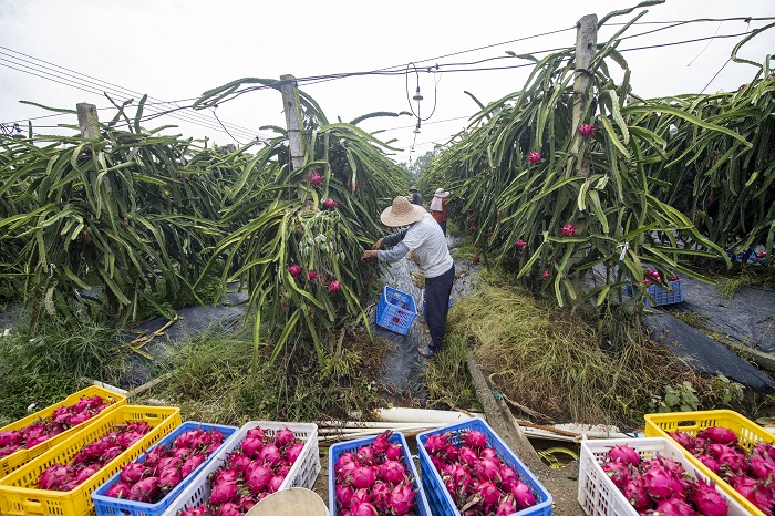 8、2022年8月4日，在广西梧州岑溪市归义镇安安火龙果种植基地内，果农在采摘火龙果。（何华文）
