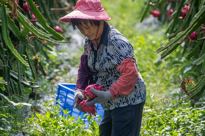 15、2022年8月4日，在广西梧州岑溪市归义镇安安火龙果种植基地内，果农在采摘火龙果。（何华文）