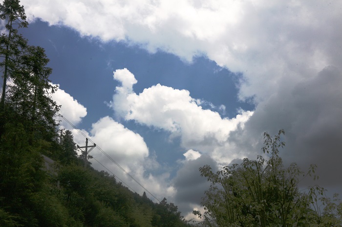 图7：重庆巫山骡坪大垭“云中花谷”鸭子游云天。唐金生摄