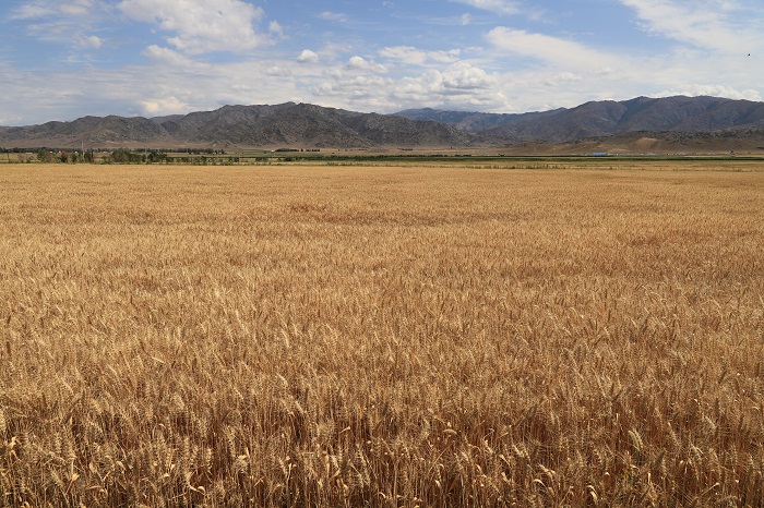 今年新疆阿勒泰地区富蕴县铁买克乡海子口村种植的万余亩小麦眼下已由青变黄进入成熟期，预计8月底9月初开镰收割。 (1)