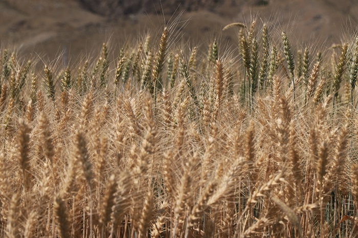 今年新疆阿勒泰地区富蕴县铁买克乡海子口村种植的万余亩小麦眼下已由青变黄进入成熟期，预计8月底9月初开镰收割。 (3)