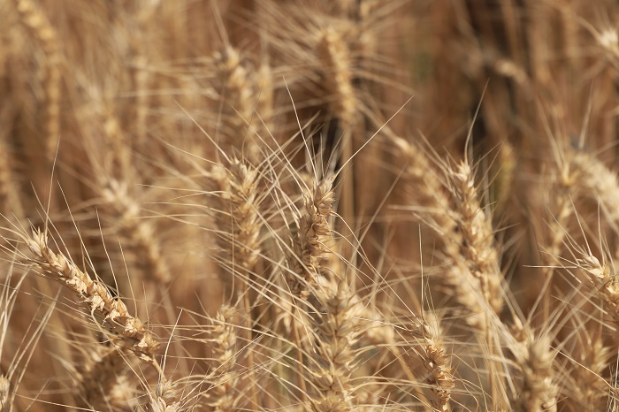 今年新疆阿勒泰地区富蕴县铁买克乡海子口村种植的万余亩小麦眼下已由青变黄进入成熟期，预计8月底9月初开镰收割。 (7)