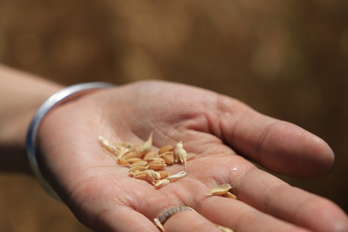今年新疆阿勒泰地区富蕴县铁买克乡海子口村种植的万余亩小麦眼下已由青变黄进入成熟期，预计8月底9月初开镰收割。 (8)