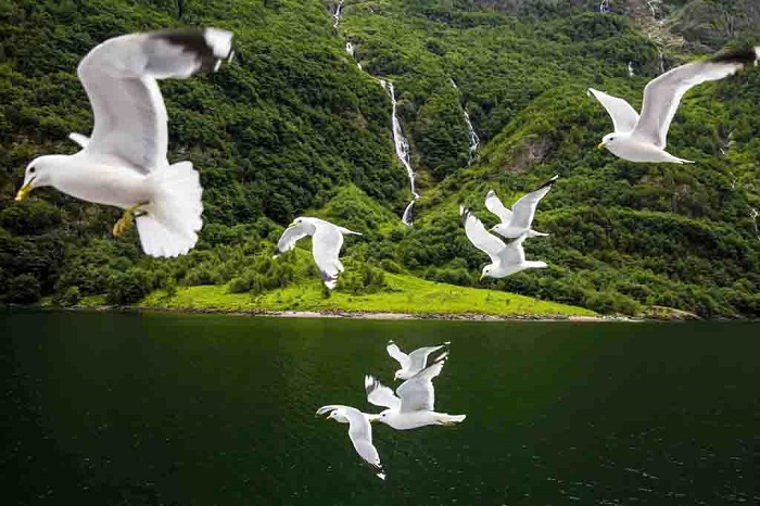 挪威峡湾海鸥飞翔