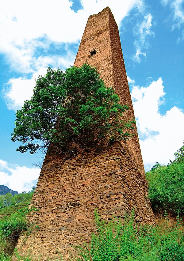 川西藏族碉楼上长了树