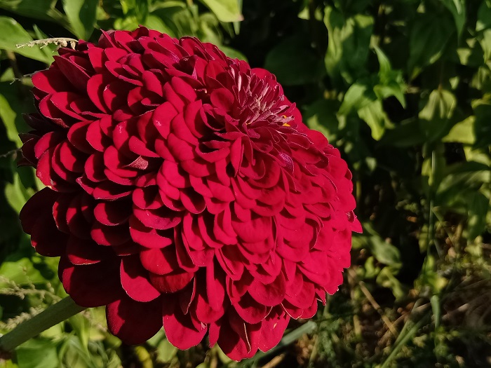 这是9月11日在新疆北屯东区林场拍摄的鲜花 (2)
