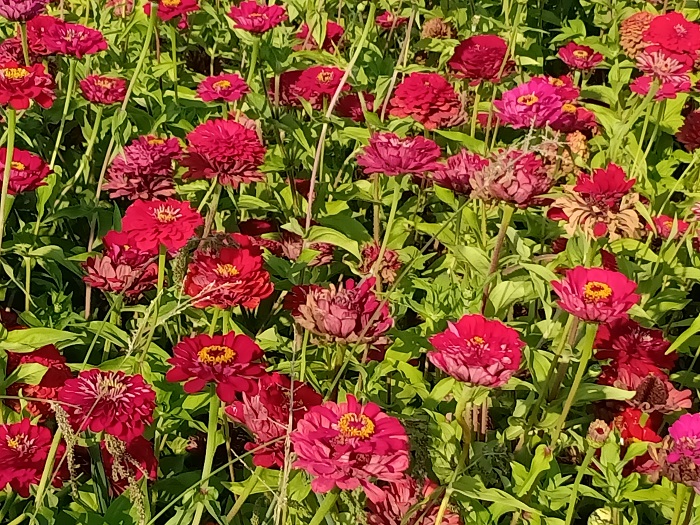 这是9月11日在新疆北屯东区林场拍摄的鲜花 (5)
