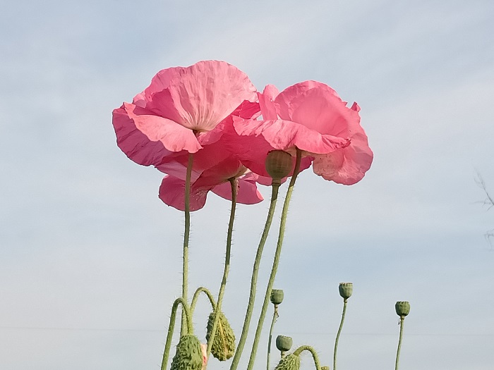 这是9月11日在新疆北屯东区林场拍摄的鲜花 (9)